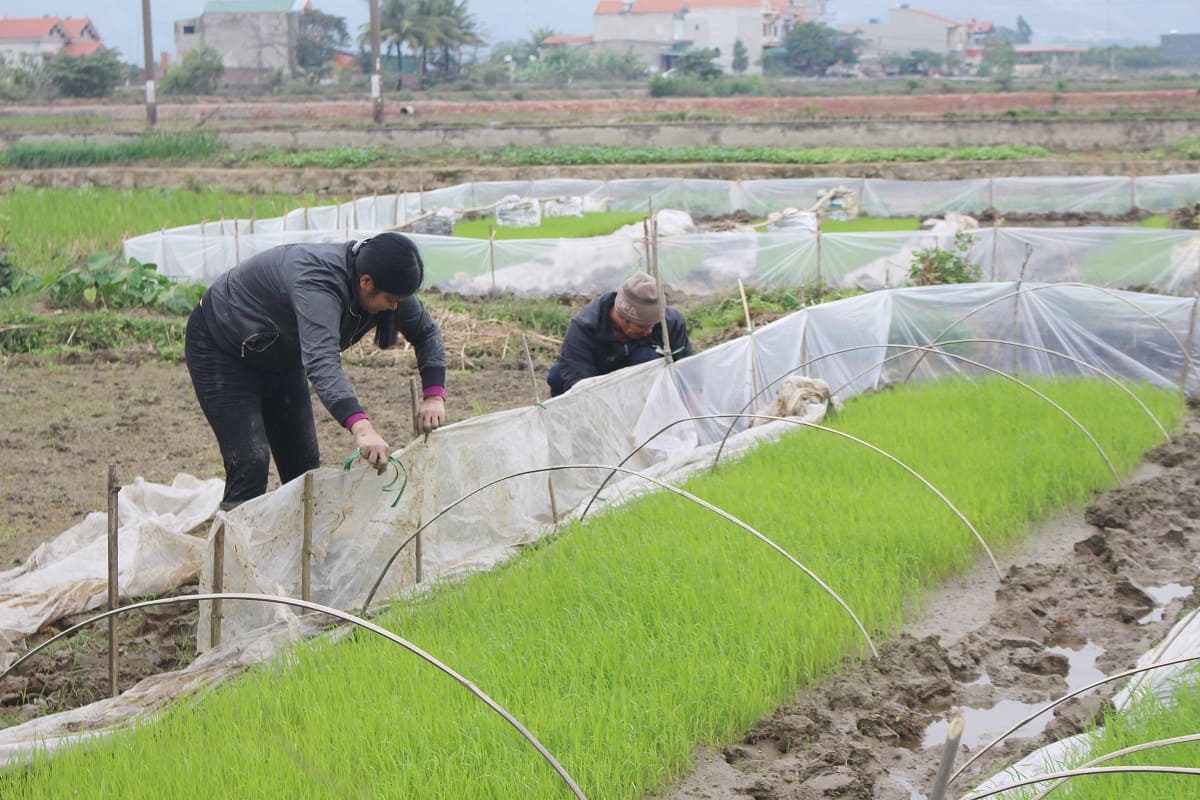 So sánh đồng bằng sông Hồng và đồng bằng sông Cửu Long?
