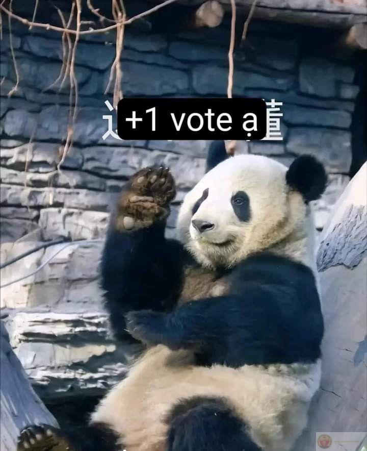 Không ai yêu cũng được, miễn là gấu trúc yêu mình