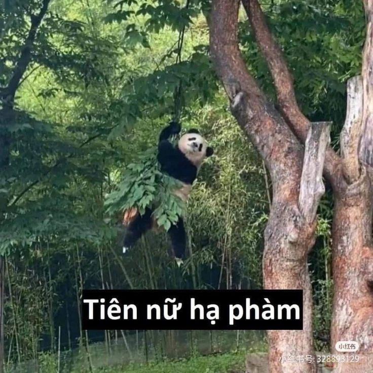 Một lần tổn thương, gấu trúc sẽ tránh cả đời