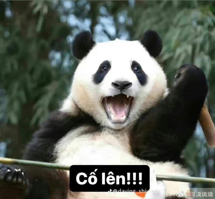 Tâm trạng hôm nay: chill nhẹ cùng một chút meme