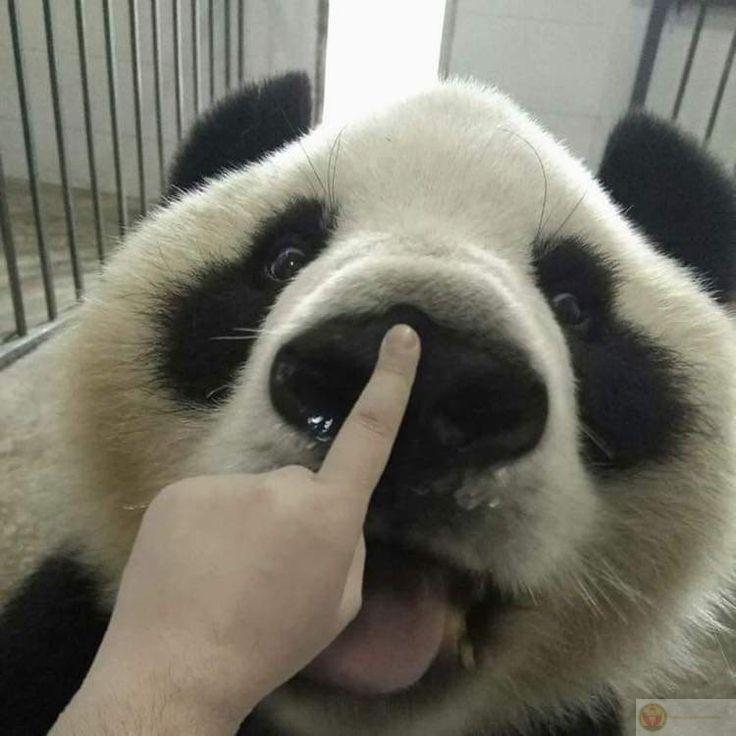 Tình yêu thật sự là khi dám ôm gấu đang quạu