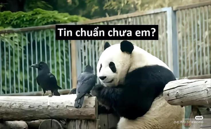 Tin chuẩn chưa em để anh còn đi đồn