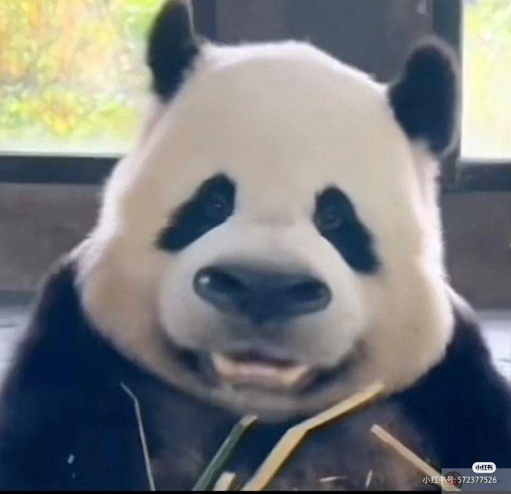 Trái tim này nhỏ, nhưng chứa đủ meme và tình thương