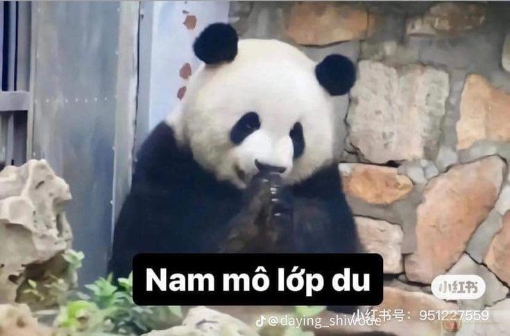 Tui không thích drama, tui thích trà sữa nhiều hơn