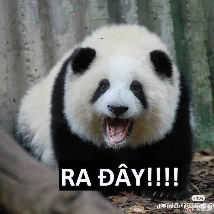 Ai nói gấu trúc vô tâm chắc chưa từng bên cạnh