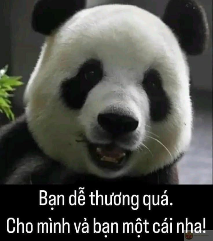 Có chuyện gì cũng đừng quên nựng gấu trúc cái