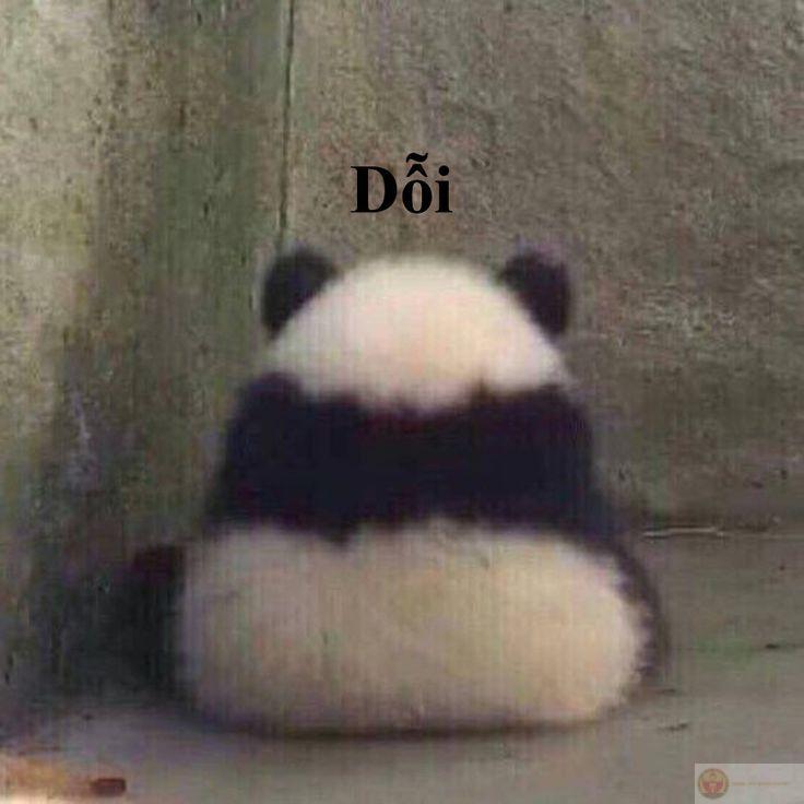 Cứ dịu dàng đi, gấu trúc không nỡ phản dame đâu