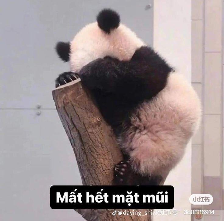 Có đôi khi im lặng là cách gấu trúc nói chuyện