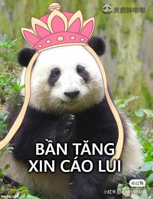 Gấu trúc bần tăng xin cáo lui