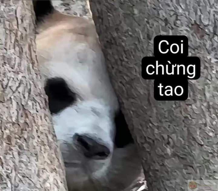 Gặp gấu trúc là chuyện nhỏ, hiểu được là chuyện lớn