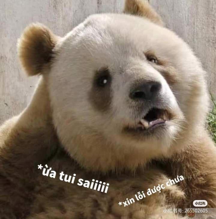 Gấu trúc không dễ dỗ, nhưng dễ... dụ ăn vặt