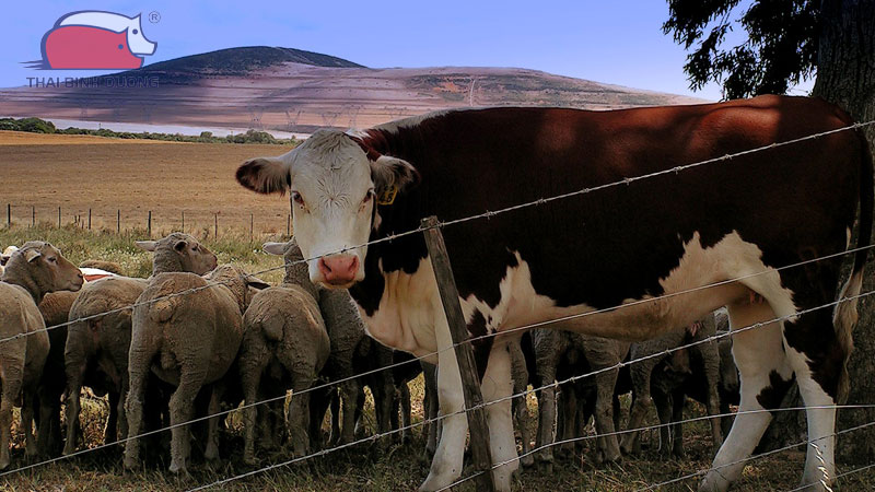 gia-suc-gom-nhung-con-gi