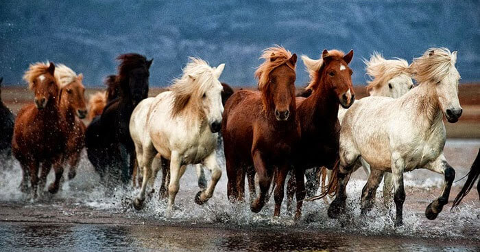 Giải thích câu Một con ngựa đau cả tàu bỏ cỏ