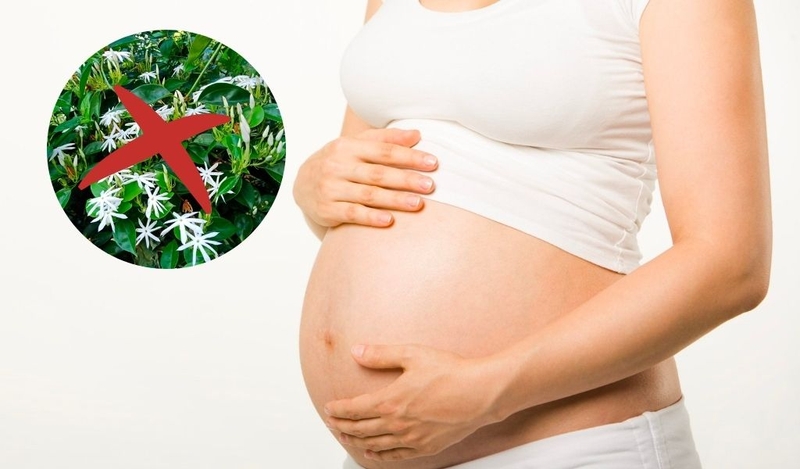 Chè vằng có tác dụng gì? Những tác hại cần lưu ý 3