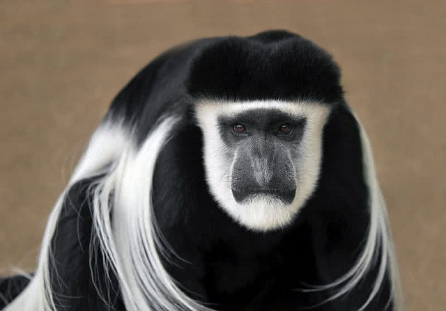 he dong vat o chau phi 1