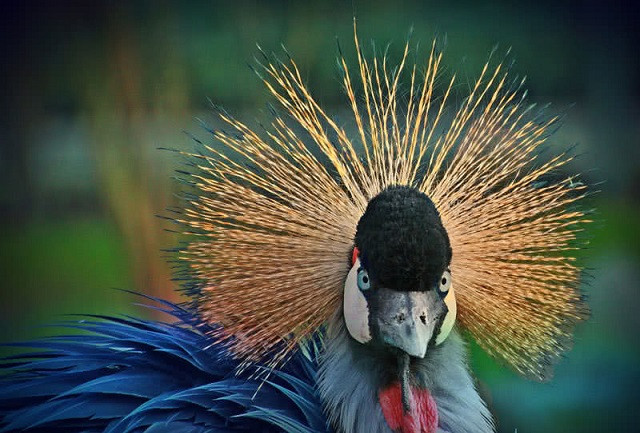 he dong vat o chau phi 2