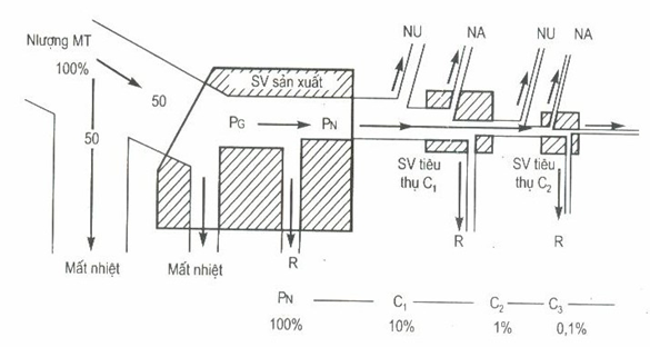 Sơ đồ dòng năng năng lượng trong hệ sinh thái đi qua các bậc dinh dưỡng chính 