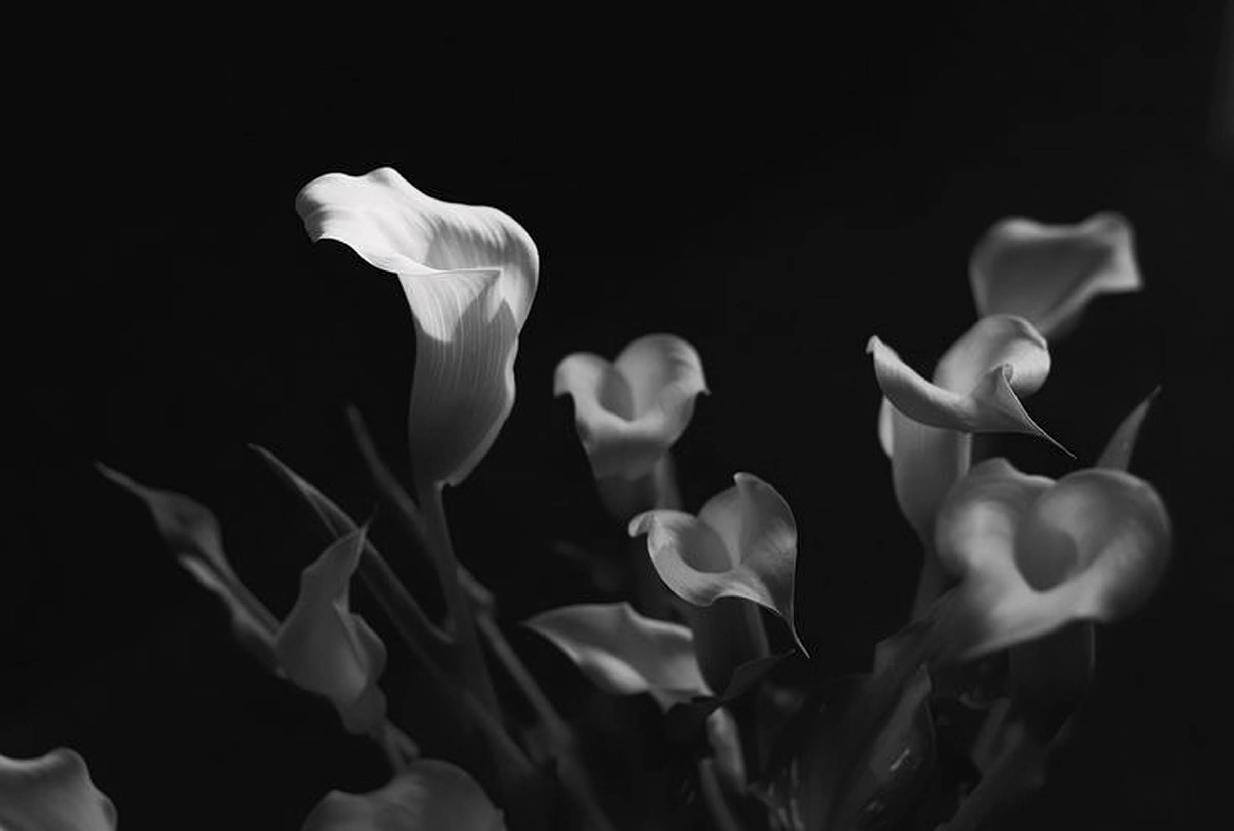 hinh nen avatar den tang le 2