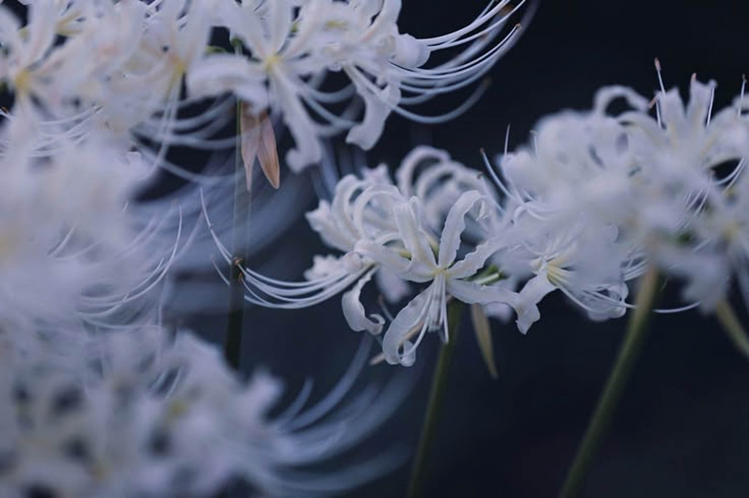 hinh nen avatar den tang le 3