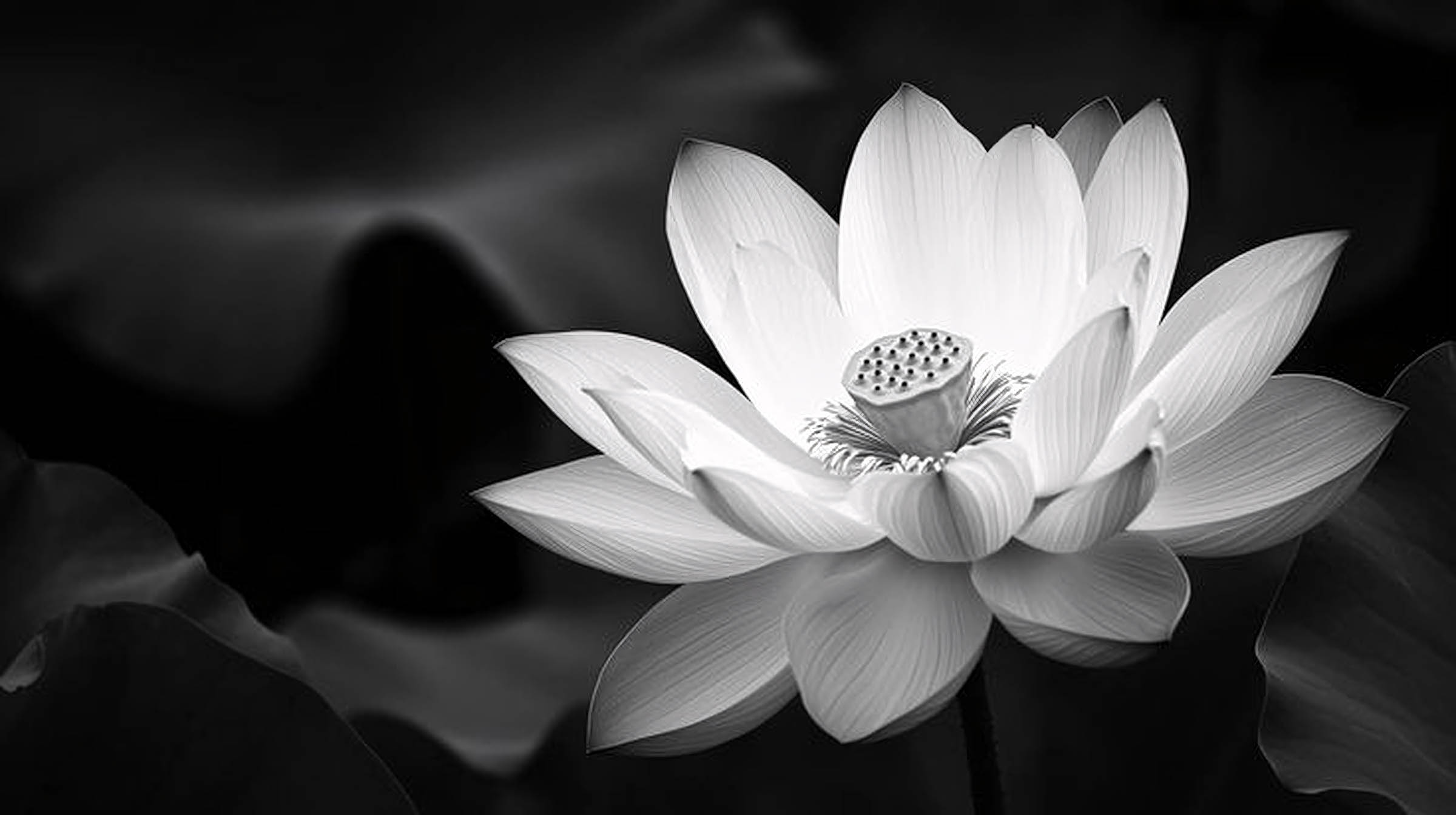 hinh nen avatar den tang le 4