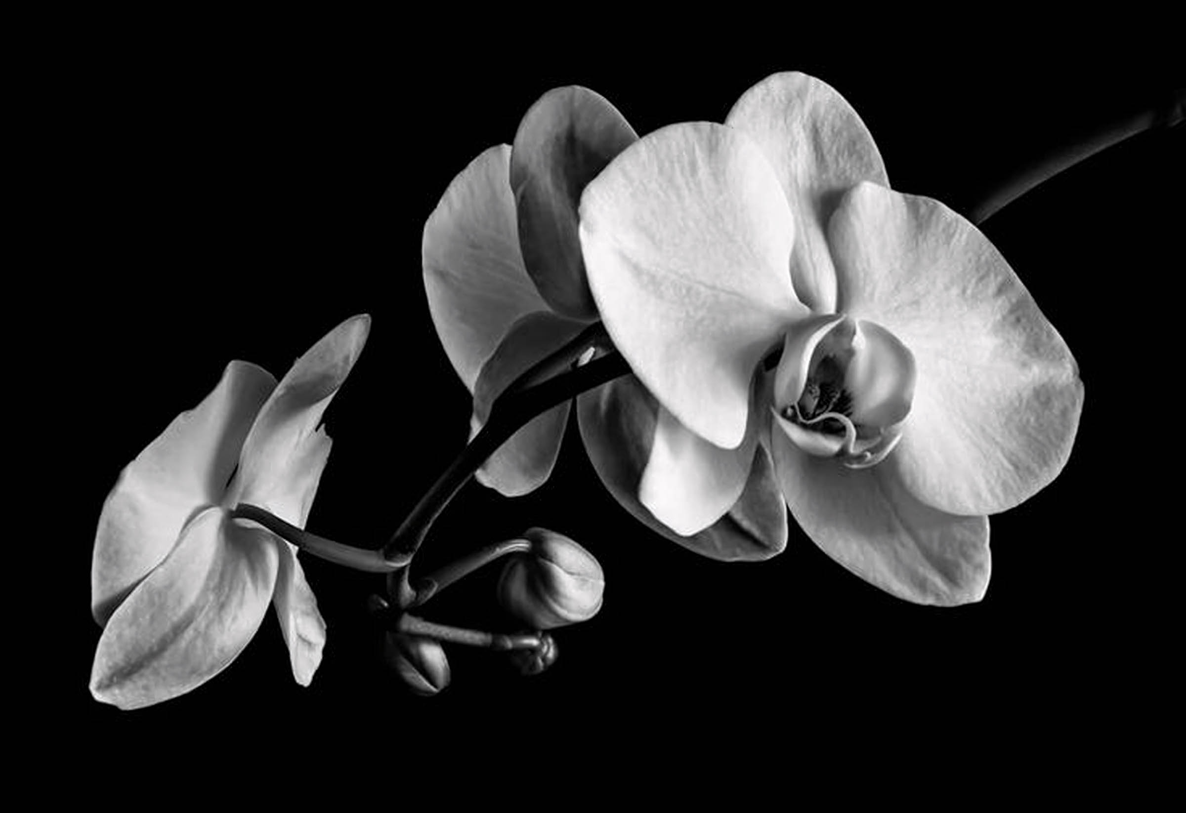 hinh nen avatar den tang le 6