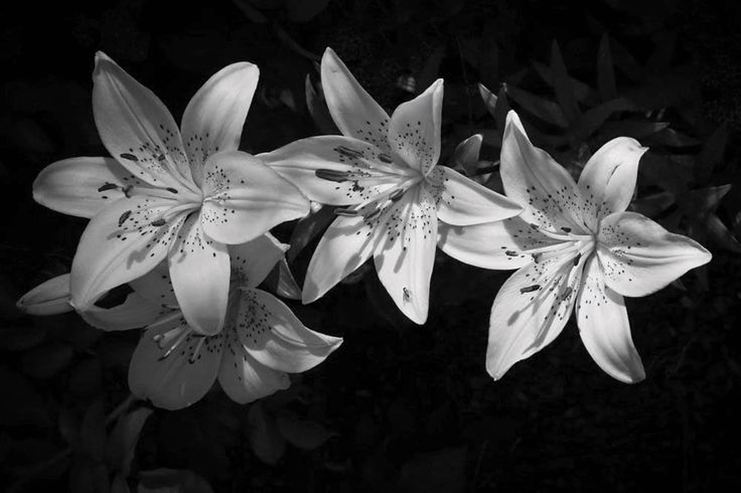 hinh nen avatar den tang le 7