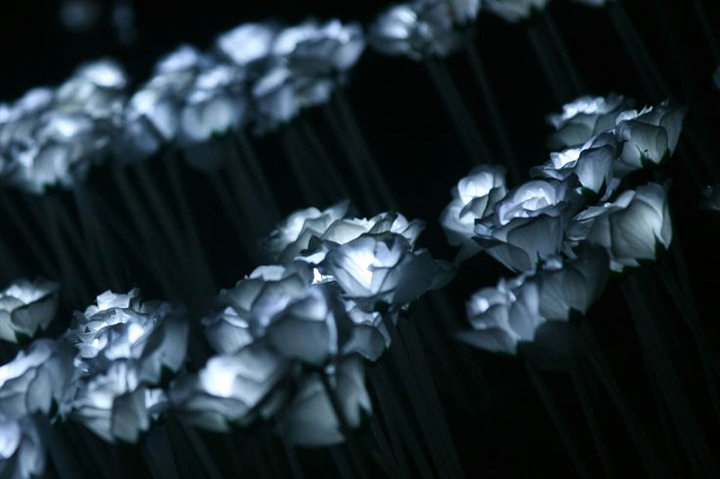 hinh nen avatar den tang le