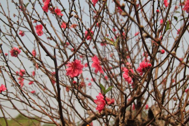 hoa dao no nhu