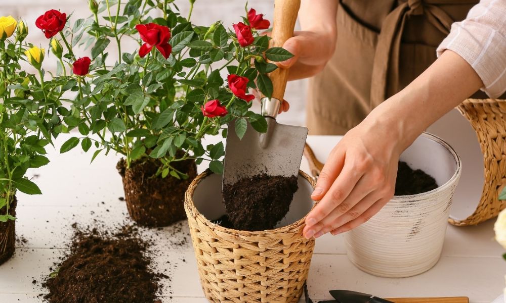 Kỹ thuật trồng hoa hồng