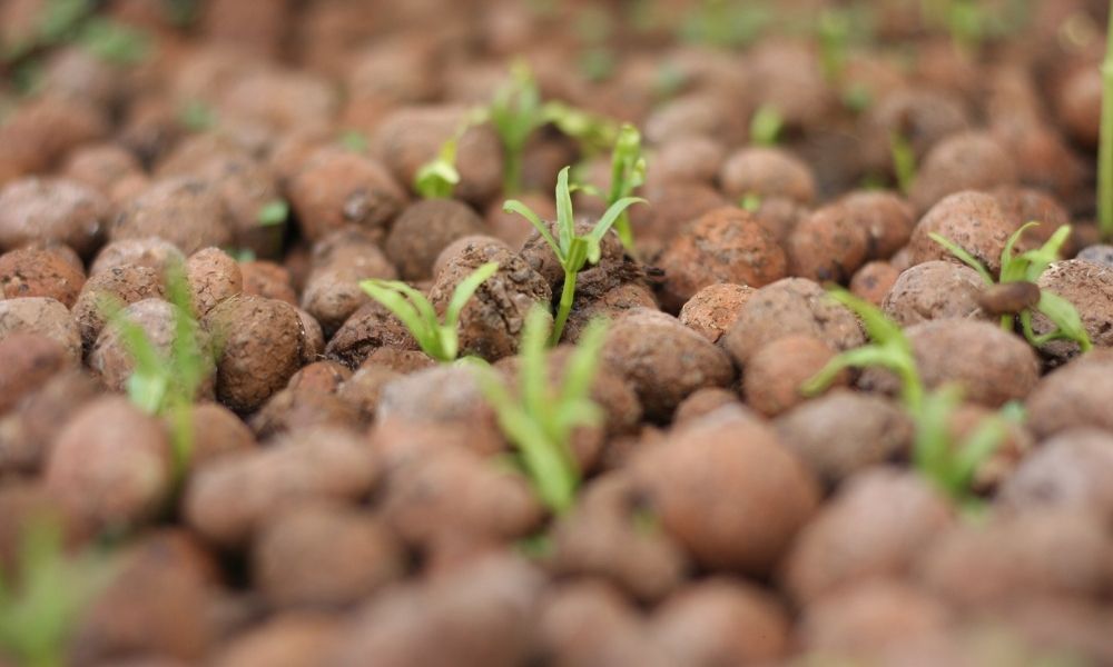 Cách dùng đất sét trồng cây