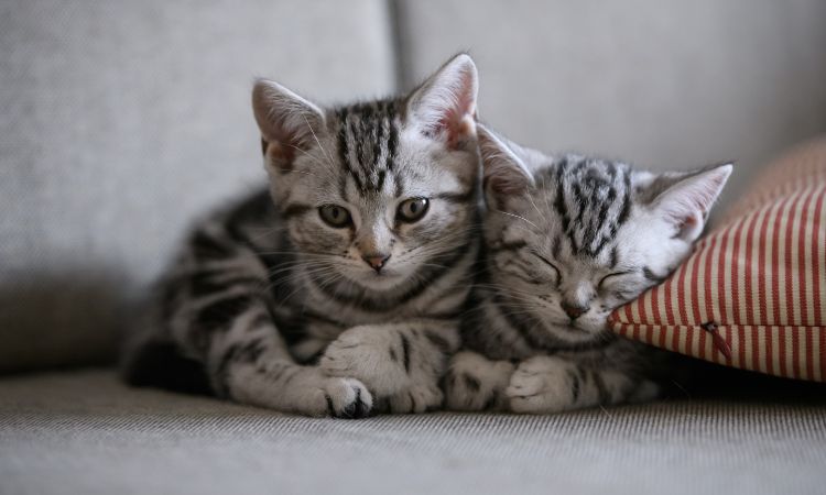 Tả con mèo nhà em