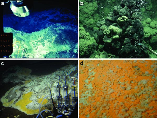 Môi trường sống của vi khuẩn