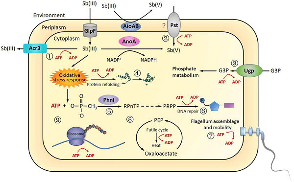 Sự trao đổi chất (Metabolism)