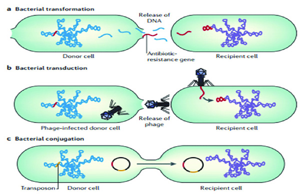 Di truyền học của vi khuẩn (Genetics)