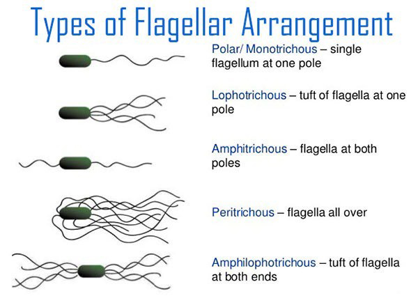 Sự chuyển động của vi khuẩn (Movement)