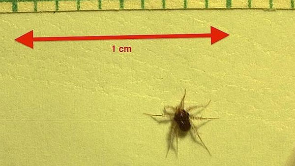 Loài động vật nào nhanh nhất hành tinh?