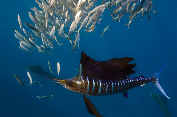 Loài động vật nào nhanh nhất hành tinh?