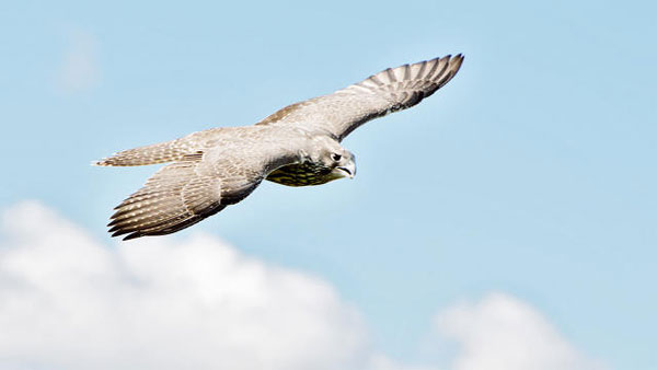 Loài động vật nào nhanh nhất hành tinh?