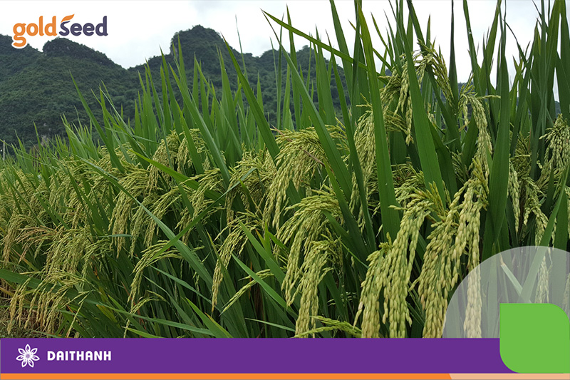 Năng suất lúa vụ mùa phụ thuộc vào các yếu tố nào