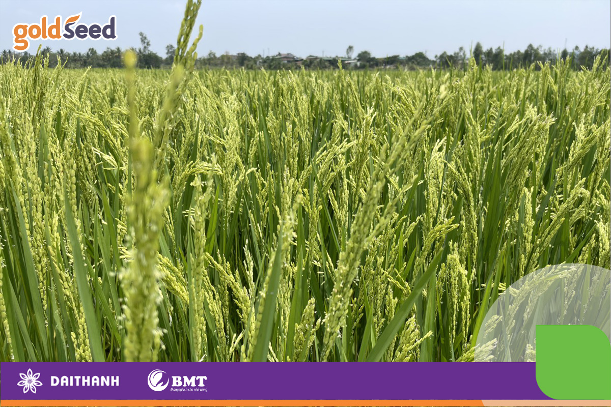 Năng suất lúa vụ mùa phụ thuộc vào các yếu tố nào