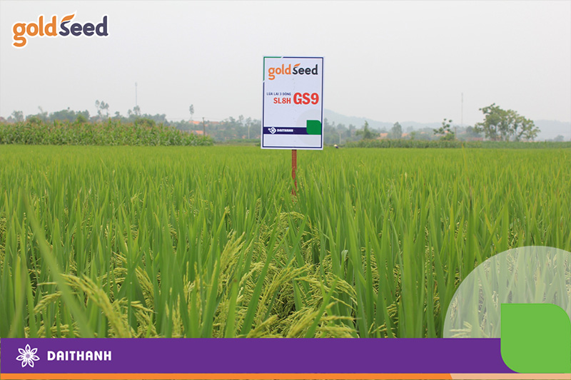 Năng suất lúa vụ mùa phụ thuộc vào các yếu tố nào