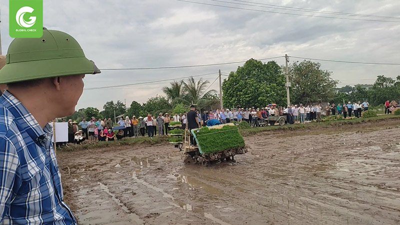 Năng suất lúa vụ mùa phụ thuộc vào các yếu tố nào