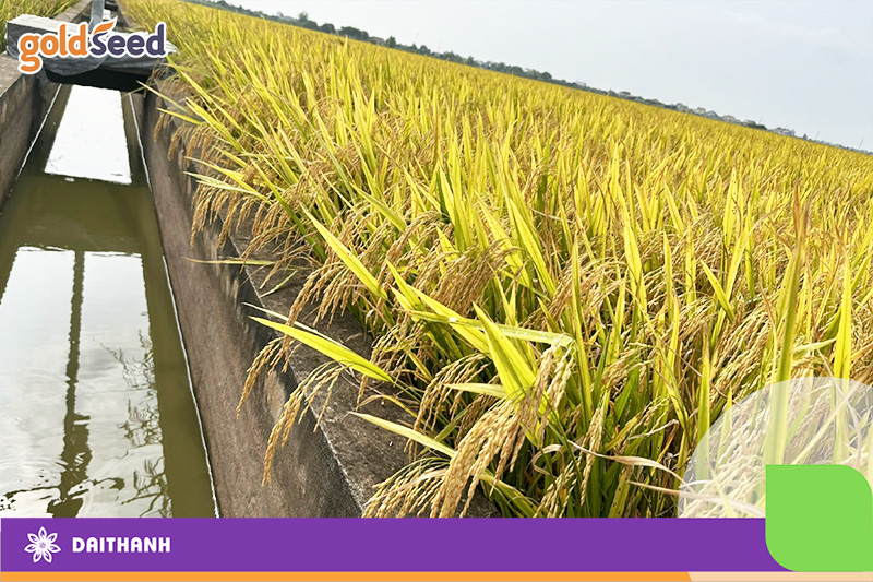 Năng suất lúa vụ mùa phụ thuộc vào các yếu tố nào