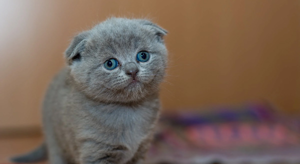 Tả con mèo lớp 4