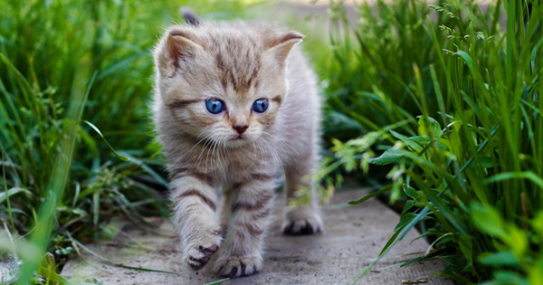 Tả con mèo lớp 4