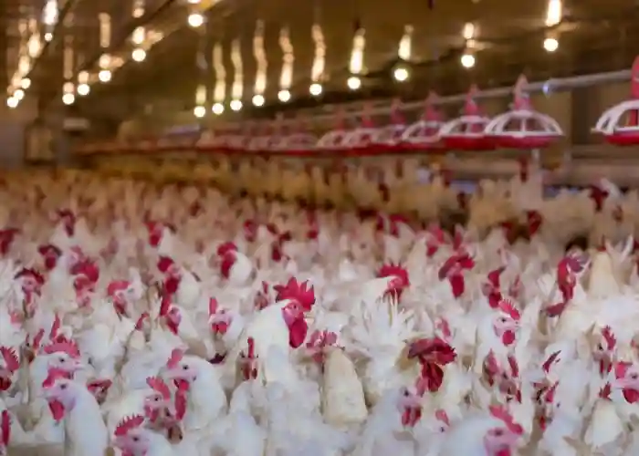 Học Khoa học Động vật tại Mỹ