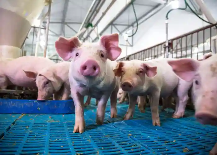 Học Khoa học Động vật tại Mỹ