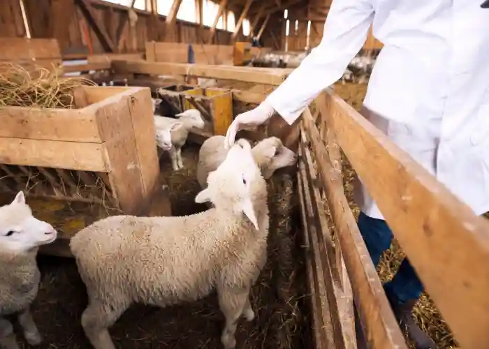 Học Khoa học Động vật tại Mỹ