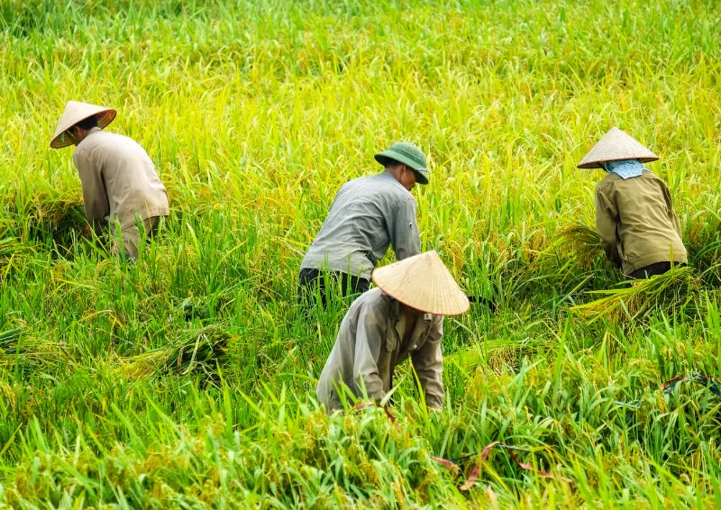 nguon goc & y nghia non la