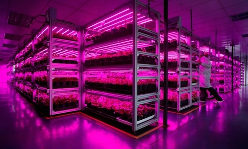 Đèn nuôi cấy mô